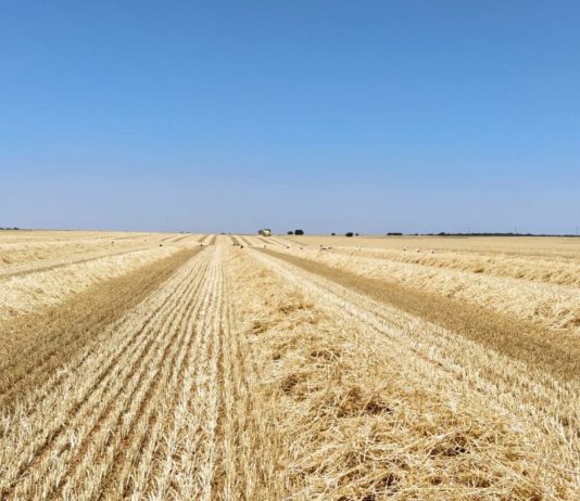 Lonja Agropecuaria de Salamanca del 27 de julio de 2020
