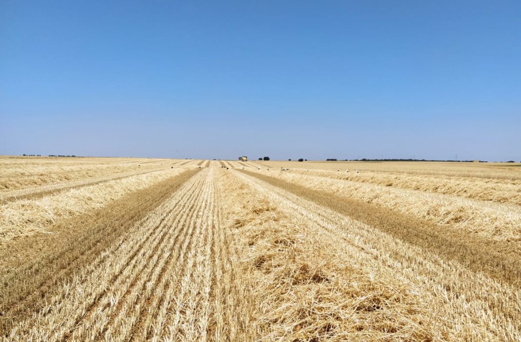 Campo cosechado. FOTO: ASAJA Salamanca Campo cosechado. FOTO: ASAJA Salamanca