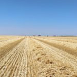 Campo cosechado. FOTO: ASAJA Salamanca