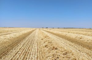 Campo cosechado. FOTO: ASAJA Salamanca