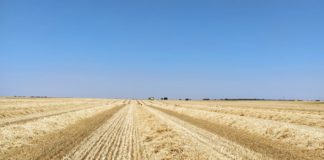 Campo cosechado. FOTO: ASAJA Salamanca