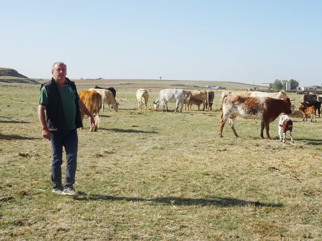 Un ganadero, en la provincia de Salamanca. FOTO: Verónica G. Arroyo Un ganadero, en la provincia de Salamanca. FOTO: Verónica G. Arroyo