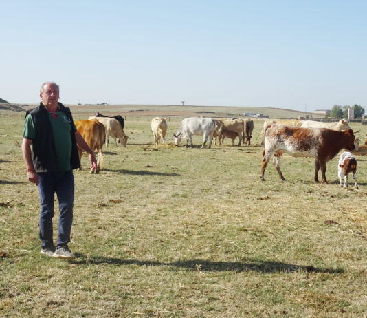 Comienza la tramitación del anteproyecto de ley de la cadena alimentaria para fortalecer la posición negociadora de agricultores y ganaderos Un ganadero, en la provincia de Salamanca. FOTO: Verónica G. Arroyo