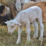 Obligatorio presentar el Anexo I para las ayudas al ovino y caprino