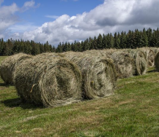 Homologado el contrato-tipo de compraventa de forrajes con destino a su transformación y comercialización