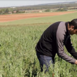 Ecopionet, un referente en ecología José Matías, en un cultivo de forraje de veza-avena.