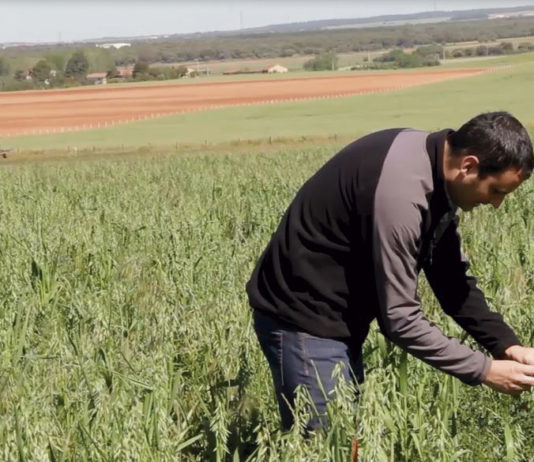 Ecopionet, un referente en ecología José Matías, en un cultivo de forraje de veza-avena.