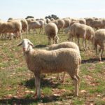 Se aprueba el programa de cría de la raza ovina castellana