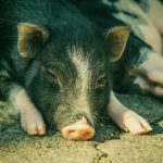 Ampliado el plazo de las subvenciones de asistencia de emergencia a productores de actividades ganaderas