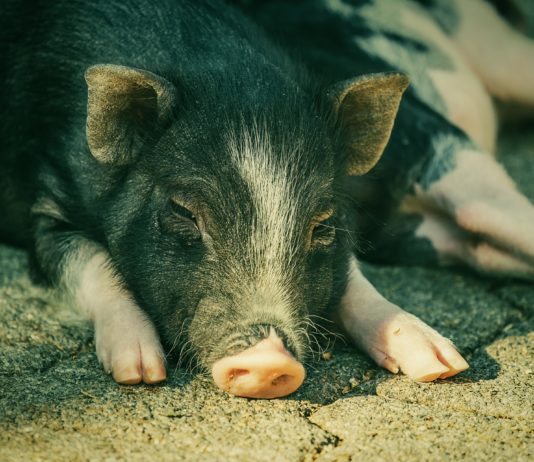 Subvenciones de asistencia de emergencia a productores de actividades ganaderas