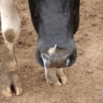 Se aprueba el programa sanitario voluntario de prevención, control y erradicación de la rinotraqueítis infecciosa bovina