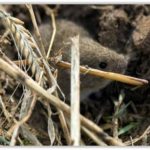 El ITACYL recomienda el control del topillo campesino en esta época estival Topillo adulto. FOTO: ITACYL