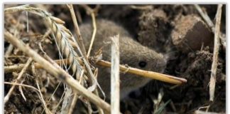 Topillo adulto. FOTO: ITACYL