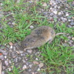 Dos motoniveladoras limpiarán las cunetas de las comarcas de Peñaranda de Bracamonte y La Armuña para frenar la expansión de topillos