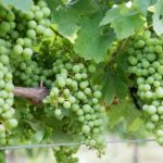 Subvenciones de mínimis destinadas a beneficiarios de ayudas para la cosecha en verde de viñedos