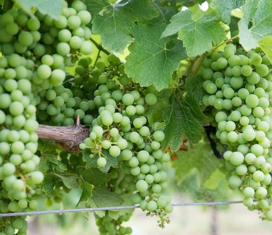 Subvenciones de mínimis destinadas a beneficiarios de ayudas para la cosecha en verde de viñedos