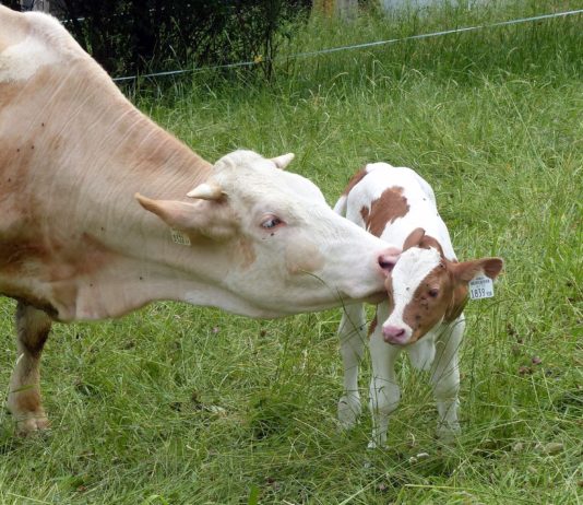 Lonja Agropecuaria de Salamanca del 3 de agosto de 2020