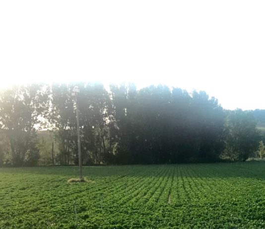 La CHD licita las obras del suministro eléctrico del regadío de La Armuña