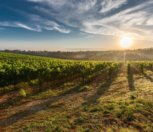 El Gobierno regula la concesión directa de subvenciones en materia agroalimentaria y pesquera por valor de 7,8 millones de euros