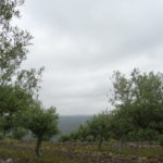 Castilla y León encabeza el listado español de montes de utilidad pública