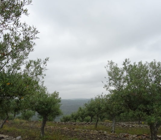 Castilla y León encabeza el listado español de montes de utilidad pública