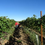 Menos brotes de la COVID-19 asociados al sector agrario Vendimia en la provincia de Salamanca. FOTO: VGA