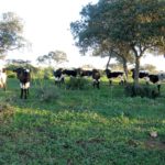 Aprobado el programa de cría de la raza bovina berrenda en negro