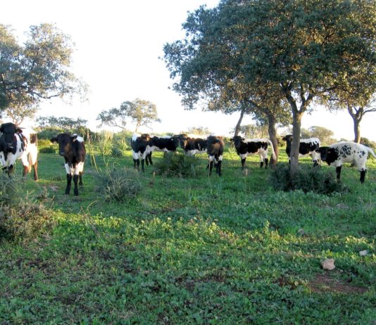 Aprobado el programa de cría de la raza bovina berrenda en negro