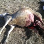 Ataque de lobo en Villasbuenas. FOTO: ASAJA Salamanca