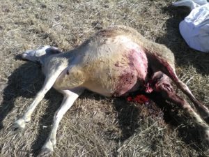 Ataque de lobo en Villasbuenas. FOTO: ASAJA Salamanca