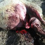 Ataque de lobo en Villasbuenas. FOTO: ASAJA Salamanca