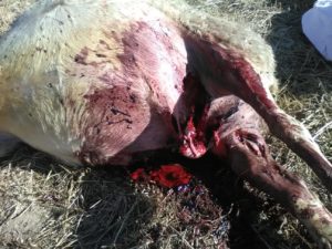 Ataque de lobo en Villasbuenas. FOTO: ASAJA Salamanca