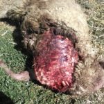 Ataque de lobo en Villasbuenas. FOTO: ASAJA Salamanca