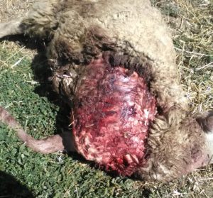 Ataque de lobo en Villasbuenas. FOTO: ASAJA Salamanca