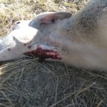 Ataque de lobo en Villasbuenas. FOTO: ASAJA Salamanca