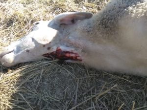 Ataque de lobo en Villasbuenas. FOTO: ASAJA Salamanca