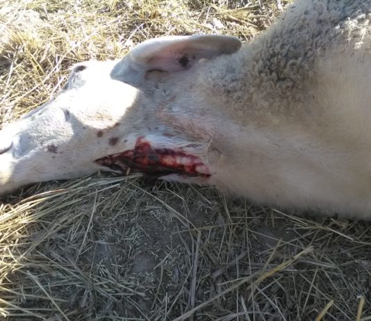 ASAJA Salamanca lamenta un nuevo ataque de lobo en Villasbuenas en la comarca de Vitigudino Ataque de lobo en Villasbuenas. FOTO: ASAJA Salamanca