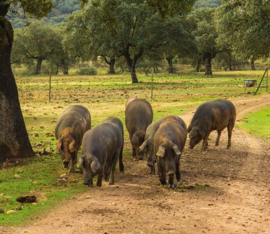 Modificada la orden de convocatoria de las ayudas al ibérico del 2020