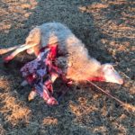 oveja lobo 13 agosto 2020