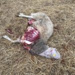 oveja lobo 20 agosto 2020