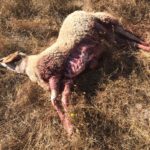 Oveja muerta por lobo en Hinojosa el 3 de septiembre de 2020.