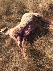 Oveja muerta por lobo en Hinojosa el 3 de septiembre de 2020.