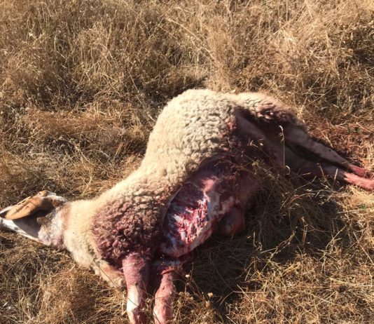 ASAJA Salamanca alerta sobre un nuevo ataque de lobo a las afueras de Hinojosa de Duero Oveja muerta por lobo en Hinojosa el 3 de septiembre de 2020.