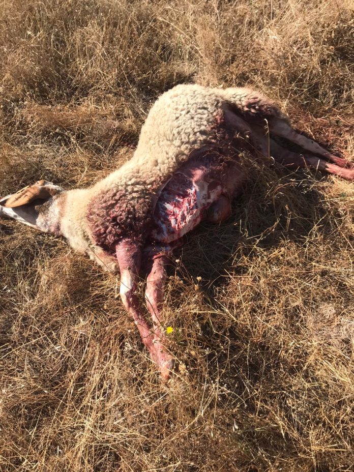 Oveja muerta por lobo en Hinojosa el 3 de septiembre de 2020. Oveja muerta por lobo en Hinojosa el 3 de septiembre de 2020.