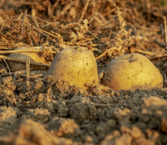 La Interprofesional de la Patata, reconocida por la Junta