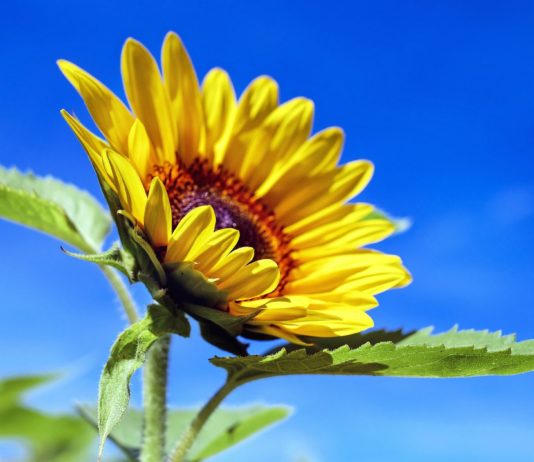 Lonja Agropecuaria de Salamanca del 28 de septiembre de 2020