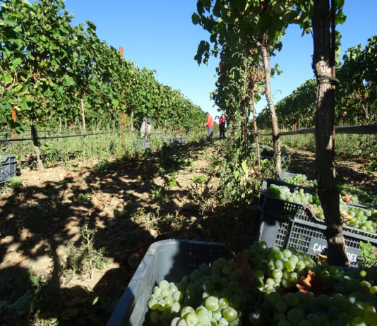 ASAJA pide que no se fijen precios de uva por debajo de los costes de producción Vendimia, en Salamanca. FOTO: VGA