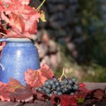 Recuperadas 14 variedades vitícolas en peligro de extinción