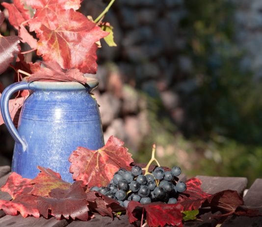 Recuperadas 14 variedades vitícolas en peligro de extinción