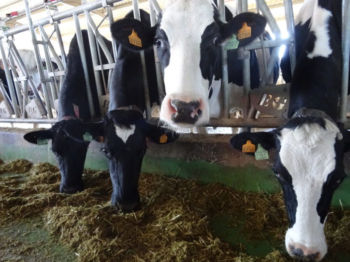 Explotación de vacas de leche de Alaraz, Salamanca. FOTO: Verónica González Arroyo
